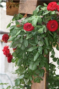a1ce6d07-IMG_7215 Don Juan.jpg